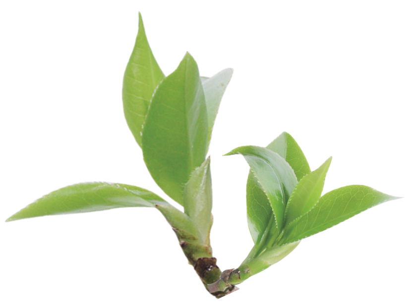 Green Tea Extract
